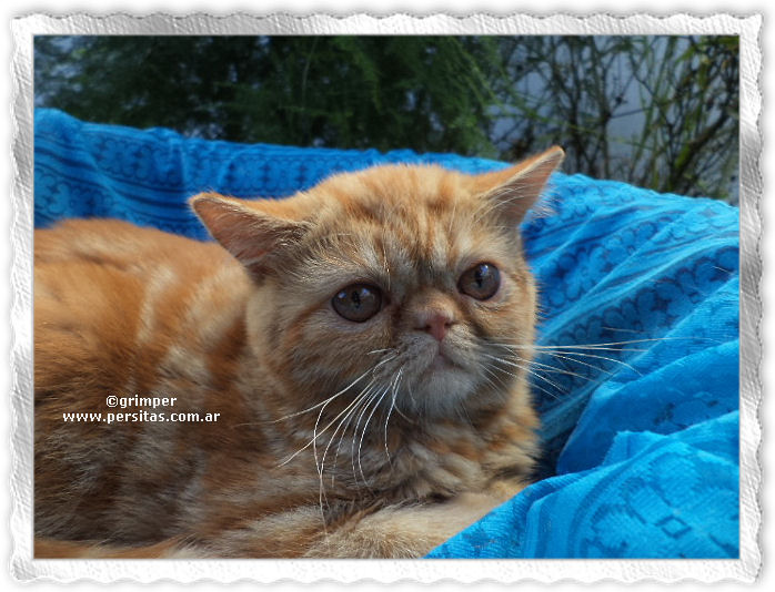 ver mas fotos de esta gatita exotica